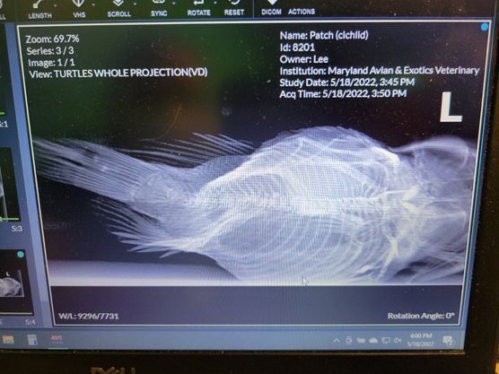 xray3.jpg