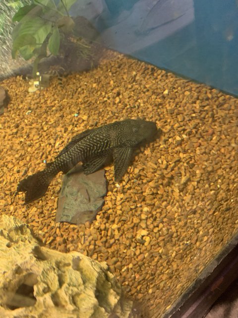 9187A59D-BCE4-4143-A478-9BC891292A4F.jpeg 9187A59D-BCE4-4143-A478-9BC891292A4F.jpeg