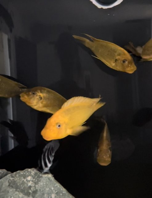 8B42FE56-705A-4860-A3C0-ADB0DEFE4DB8.jpeg 8B42FE56-705A-4860-A3C0-ADB0DEFE4DB8.jpeg