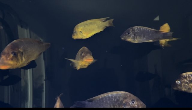 15567502-6970-4F41-BFEC-64AB06BB5A7F.jpeg 15567502-6970-4F41-BFEC-64AB06BB5A7F.jpeg