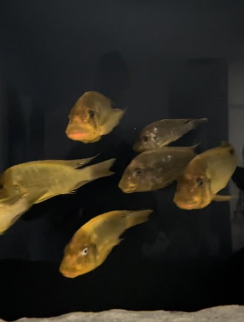 160E60F3-64A7-4D17-A7E2-CCEA0FDF25FA.jpeg 160E60F3-64A7-4D17-A7E2-CCEA0FDF25FA.jpeg