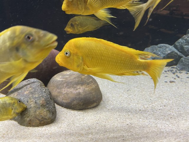 FC14CDB4-3516-45F2-8A17-3A0FBD5B742B.jpeg FC14CDB4-3516-45F2-8A17-3A0FBD5B742B.jpeg