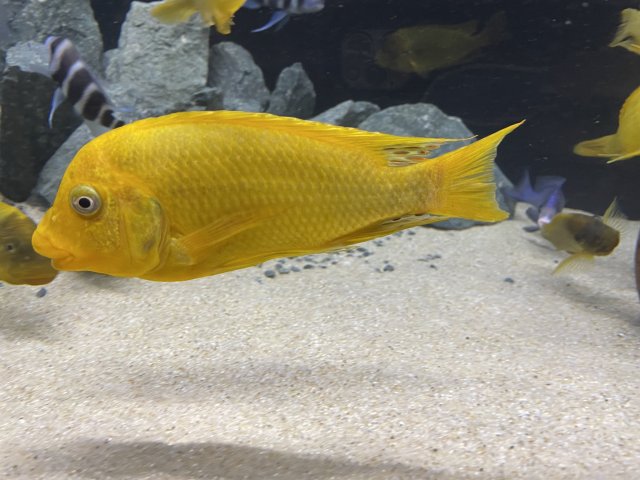 EF1ECC20-D200-4C49-B1F7-B6E0A347E789.jpeg EF1ECC20-D200-4C49-B1F7-B6E0A347E789.jpeg