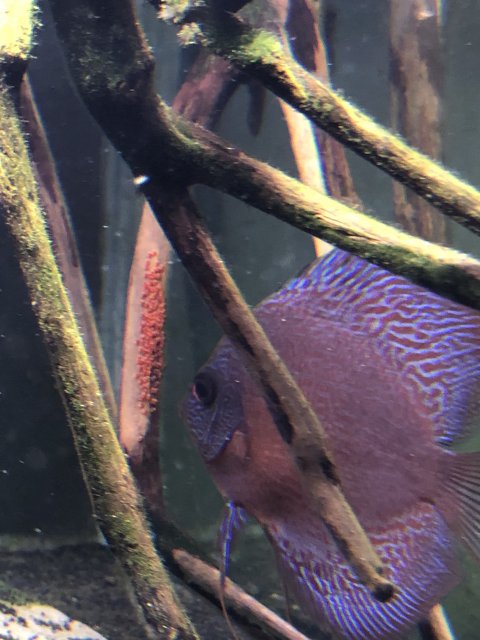 BB836C38-F861-4916-B5B9-C69516D94FE0.jpeg