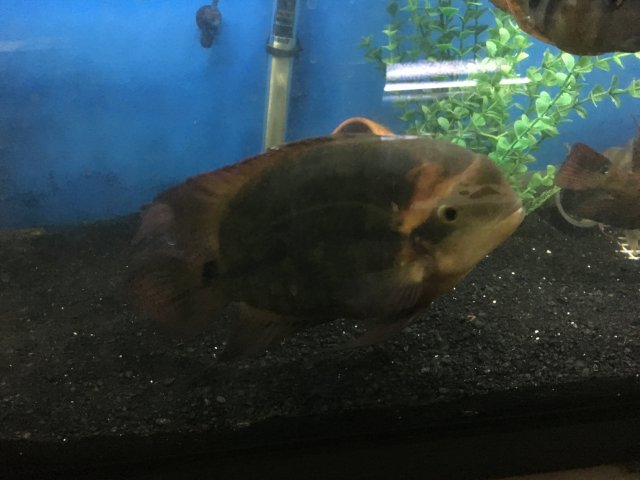 3879CB29-7804-40BE-A1CC-A080746A49B7.jpeg 3879CB29-7804-40BE-A1CC-A080746A49B7.jpeg