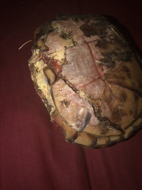 image.jpg