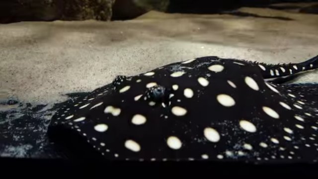 Screenshot_20220531-033515_YouTube.jpg