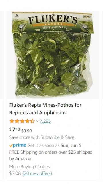 vine.JPG
