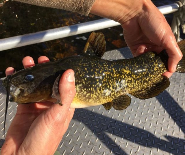Spotted Bullhead.JPG