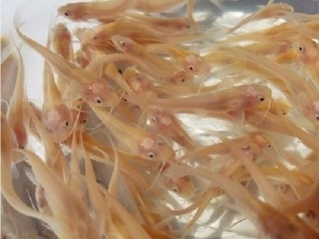 Albino Channel Cats.JPG