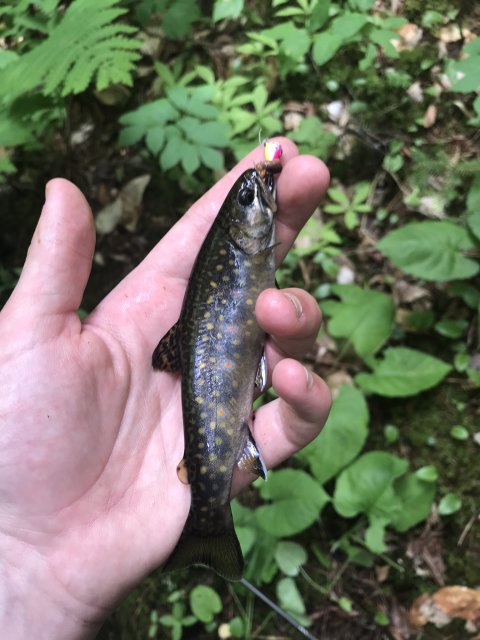 D827653D-D036-457B-B319-9D8B38D315E0.jpeg