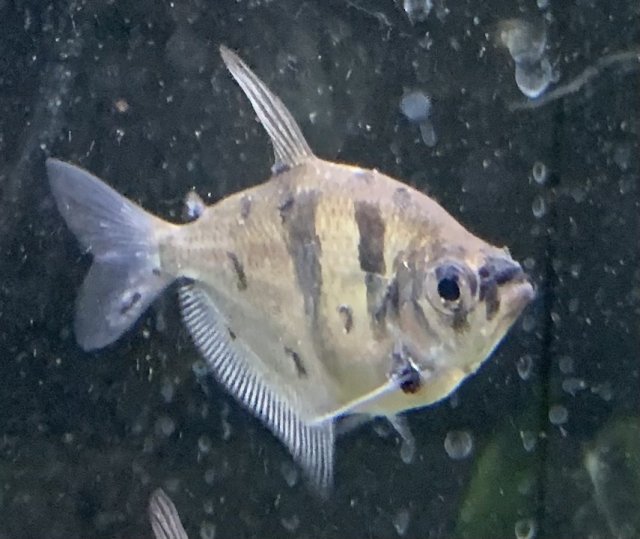 4EC7E875-CA45-403E-BB80-0DA2354D1CF6.jpeg 4EC7E875-CA45-403E-BB80-0DA2354D1CF6.jpeg