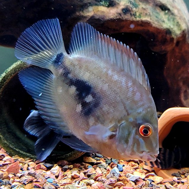 For Sale Uaru Amphiacanthoides