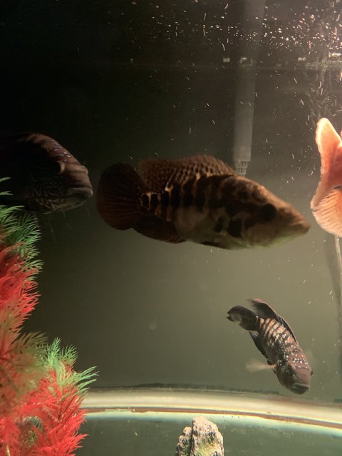 EE907004-1088-437A-9061-BDFF8ABB5F81.jpeg EE907004-1088-437A-9061-BDFF8ABB5F81.jpeg