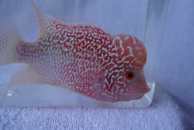 DSC03095_1024x1024.jpg DSC03095_1024x1024.jpg