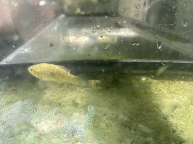 A1EBC245-D887-4C26-A959-79DEDD4D5648.jpeg A1EBC245-D887-4C26-A959-79DEDD4D5648.jpeg