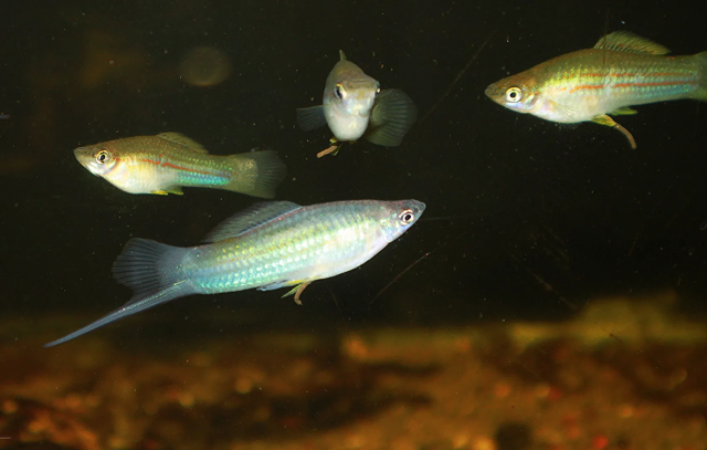 1657970131911.png 1657970131911.png