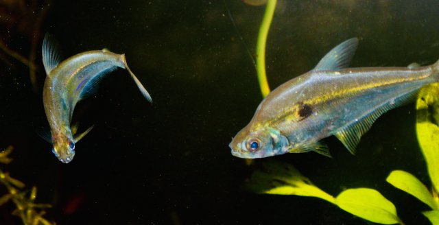 38D6D5AB-B1F3-417B-BBCA-91E7B1FE96C0_1_201_a.jpeg 38D6D5AB-B1F3-417B-BBCA-91E7B1FE96C0_1_201_a.jpeg