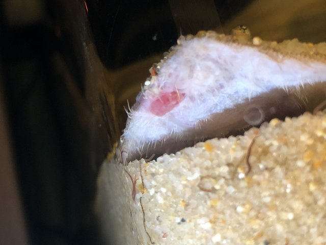 8D9E18EC-2C59-4894-A5CB-079C04786100.jpeg 8D9E18EC-2C59-4894-A5CB-079C04786100.jpeg