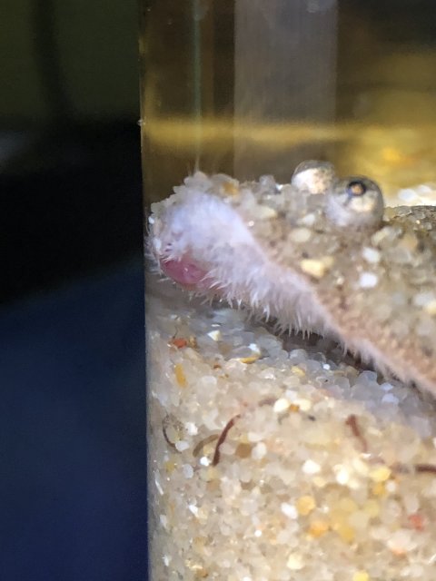 DC9ECBE2-9D15-464C-AACD-C7C2F4B87651.jpeg DC9ECBE2-9D15-464C-AACD-C7C2F4B87651.jpeg