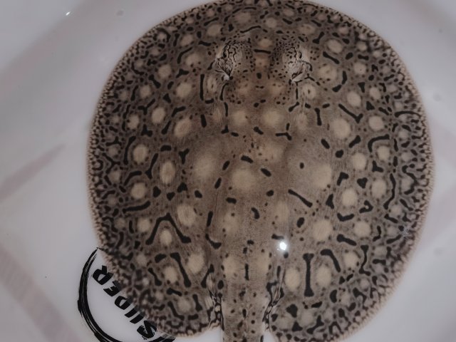 Wuta_20220718_025319.jpg