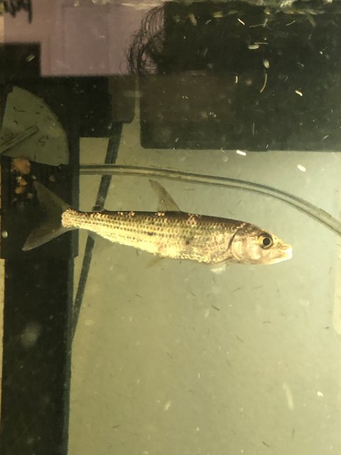 D5397C96-2092-4DC3-A263-1C0CBC007194.jpeg D5397C96-2092-4DC3-A263-1C0CBC007194.jpeg