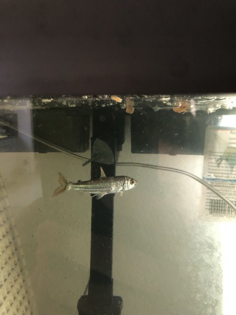 F585E49C-7124-4ABD-92A7-0BD8D179E717.jpeg F585E49C-7124-4ABD-92A7-0BD8D179E717.jpeg