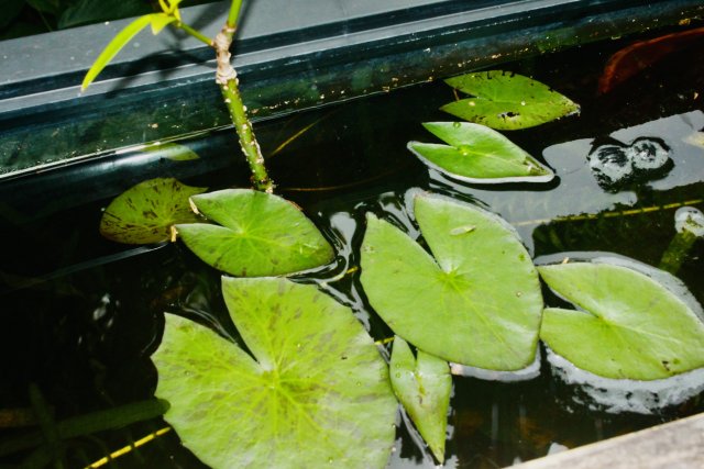 95DA654E-CD72-499A-B6D6-C86A98DC8163_1_201_a.jpeg 95DA654E-CD72-499A-B6D6-C86A98DC8163_1_201_a.jpeg