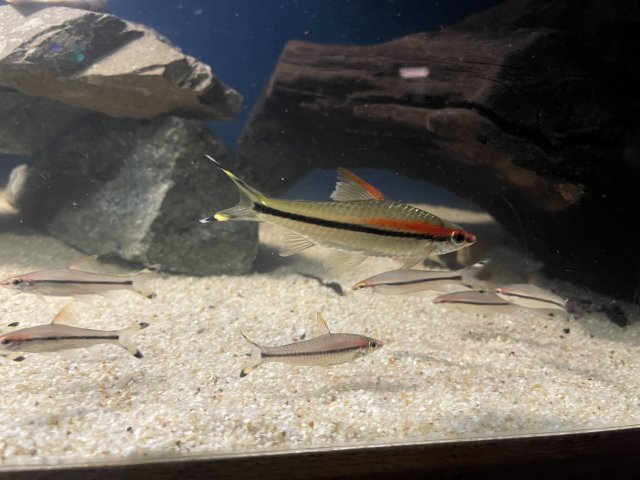 Has anyone ever score rare fish in the donated section at petco