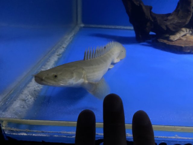 309D0174-07CC-47DF-93B1-833E6D5C281D.jpeg