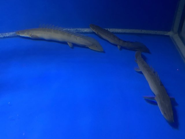 BBB9C525-0848-45BA-8538-31630CD57851.jpeg