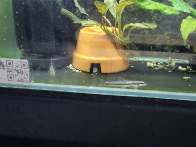 New Loach 4.jpg