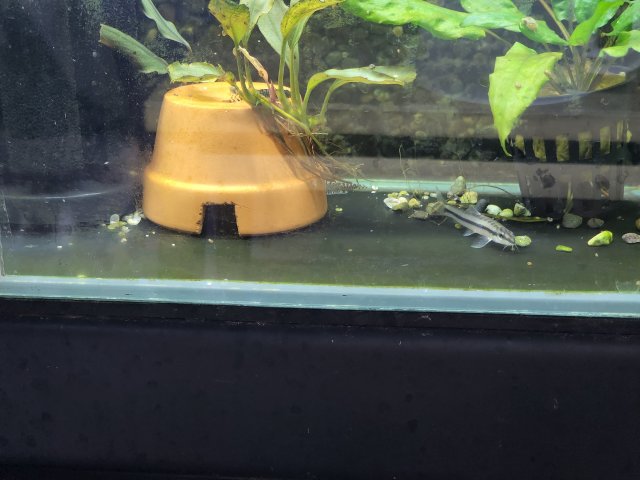 New Loach 3.jpg