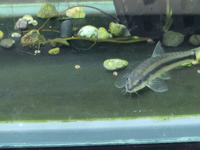 New Loach 1.jpg