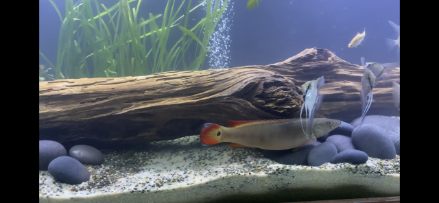 FE9A6602-8302-47EB-87F2-24A8CC3302C8.png FE9A6602-8302-47EB-87F2-24A8CC3302C8.png