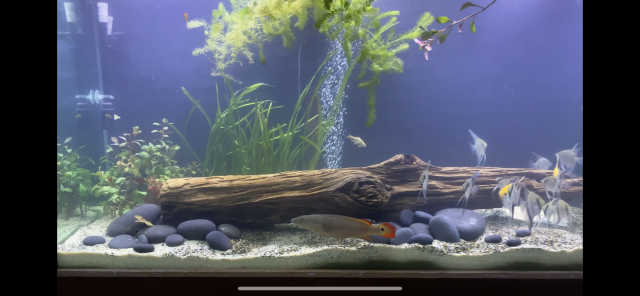 F8283E71-CDBE-40DC-B289-D801145DDB96.png F8283E71-CDBE-40DC-B289-D801145DDB96.png