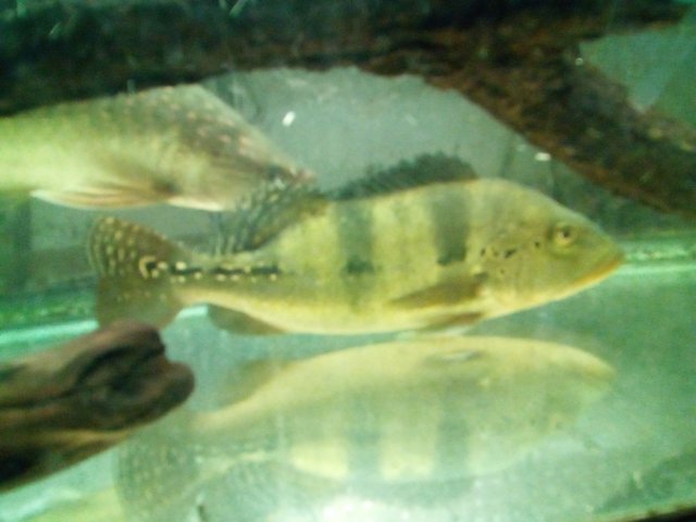 IMG_20220731_142649_258.jpg IMG_20220731_142649_258.jpg