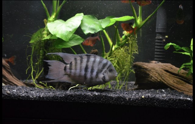 58651022-AA42-4D98-B9A6-0E9E6FE09F9E.jpeg 58651022-AA42-4D98-B9A6-0E9E6FE09F9E.jpeg