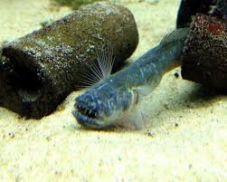 images dragon goby.jpg