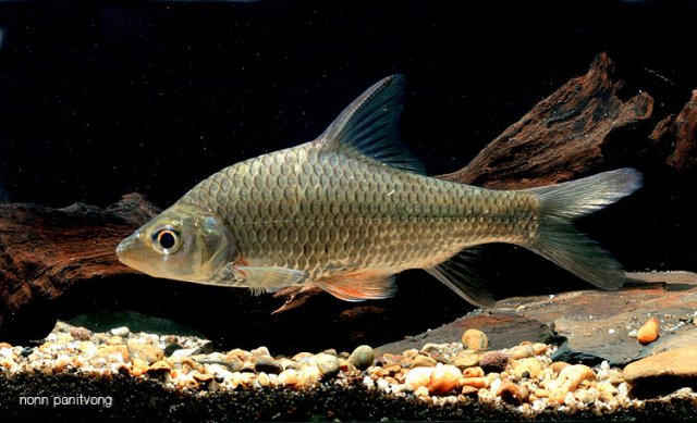 Cyclocheilichthys-lagleri-NP.jpg