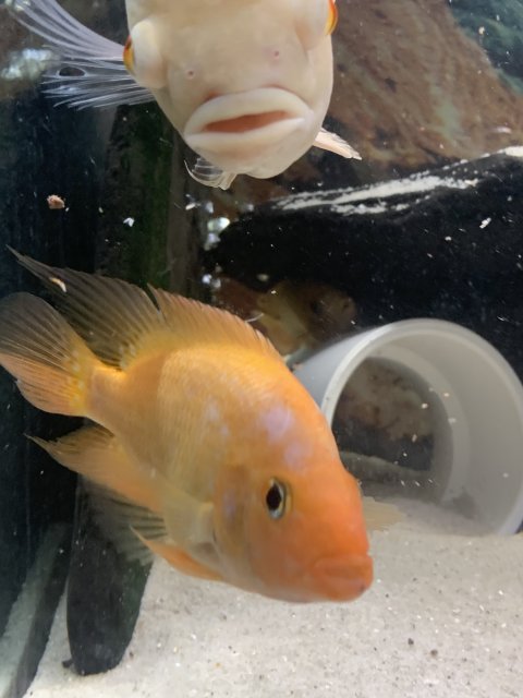 00774A4A-CE20-4720-8A2A-06DAA5C53A3D.jpeg 00774A4A-CE20-4720-8A2A-06DAA5C53A3D.jpeg