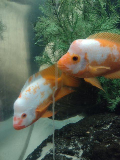 IMG_20220621_234437572.jpg IMG_20220621_234437572.jpg