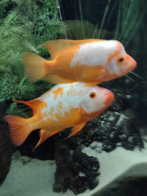 IMG_20220621_234331122.jpg IMG_20220621_234331122.jpg