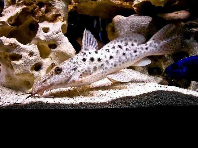 wittei 3-4 stressed.jpg