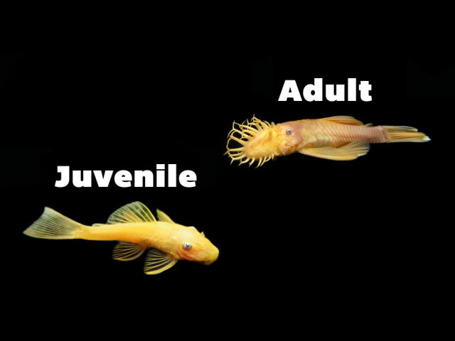 1661438149398.png 1661438149398.png