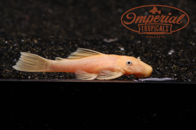 1661438652942.png 1661438652942.png