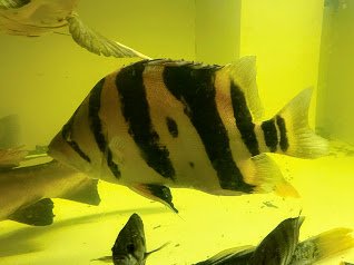 3 bar dot - 1.jpg 3 bar dot - 1.jpg