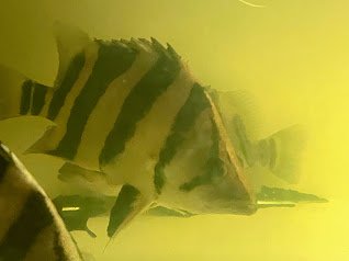 3 bar dot - 2.jpg 3 bar dot - 2.jpg