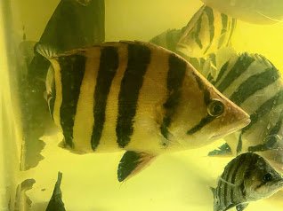 4 Bar - 2.jpg 4 Bar - 2.jpg