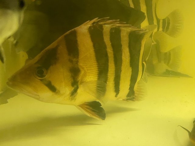 4 Bar - 1.jpg 4 Bar - 1.jpg